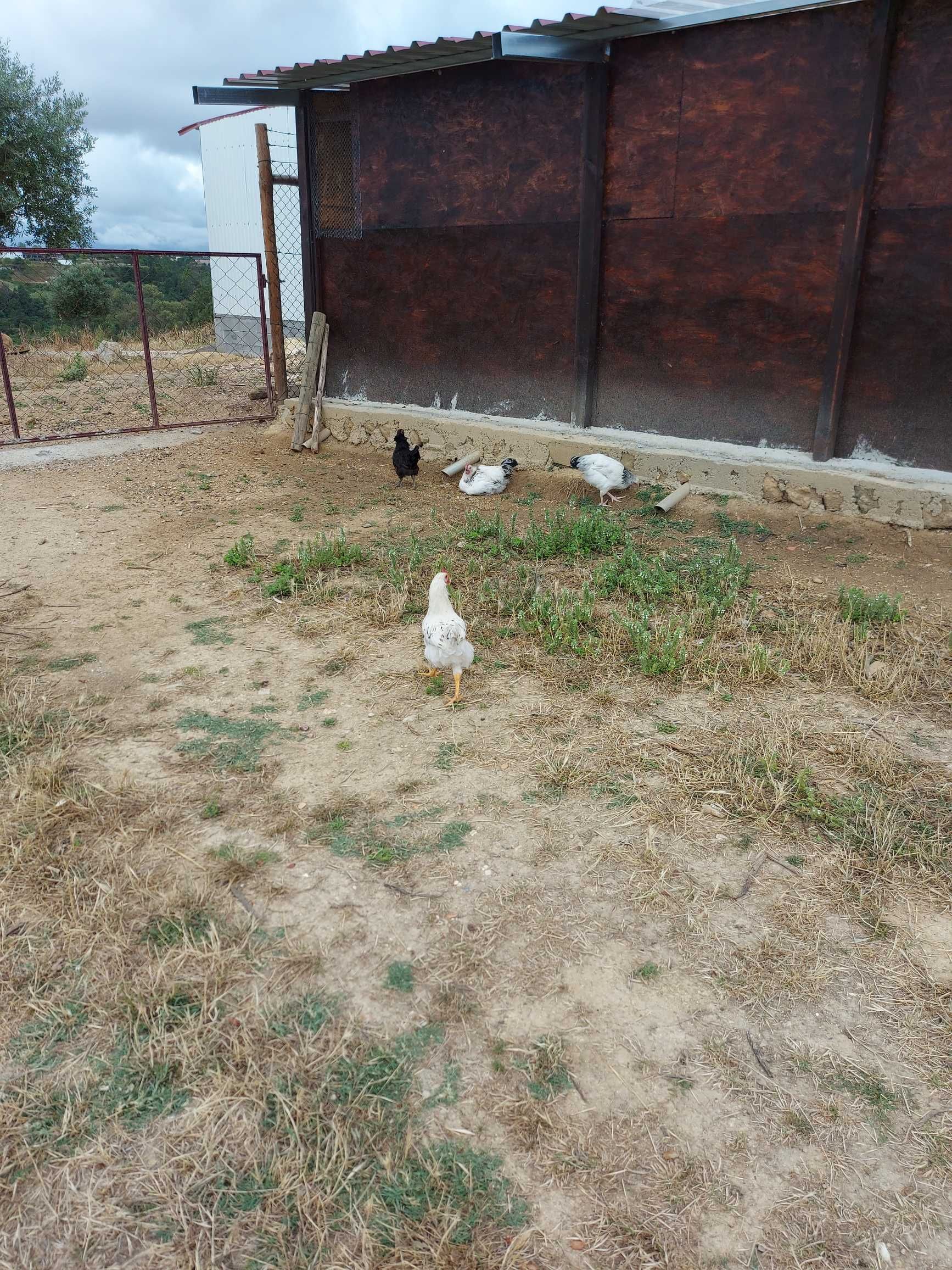 Ovos caseiros de galinhas do campo