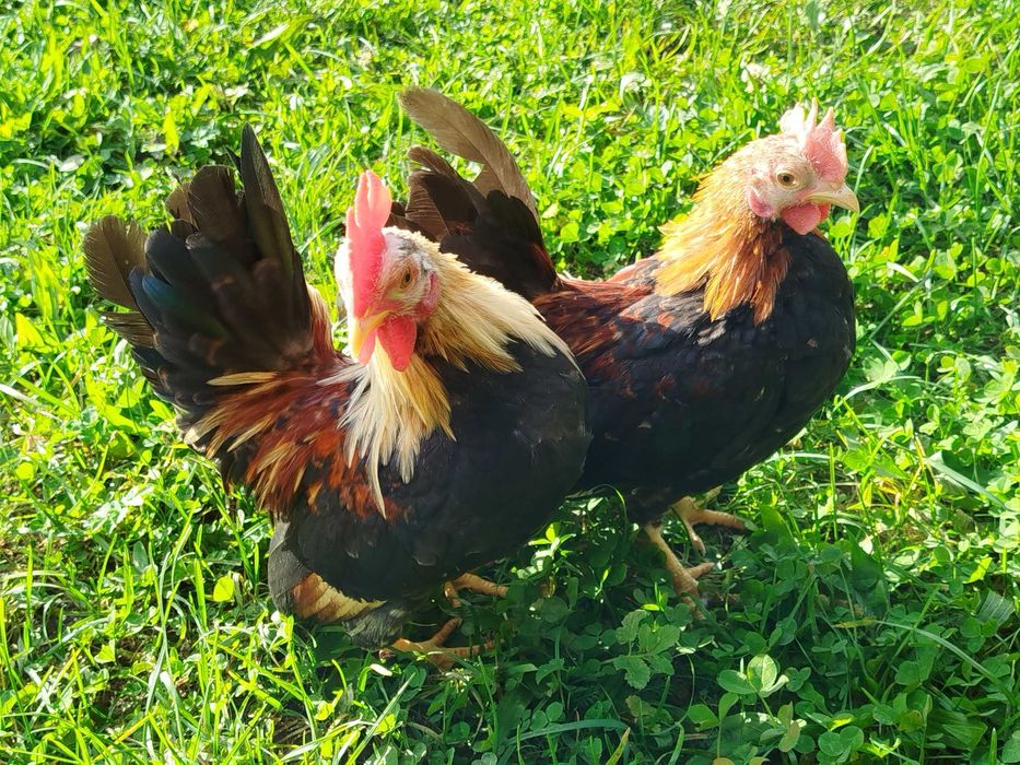 Serama, seramy koguty