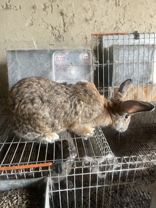 Coelhos leonardo de borgonha x gigante de flandres