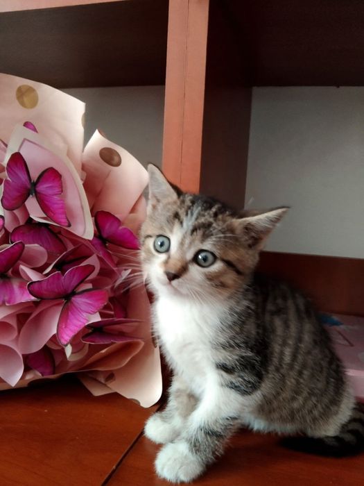 Віддам кошенят 2 місяці