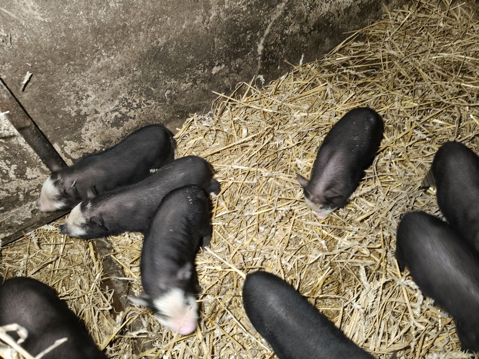 Sprzedam świnki prosięta wietnamskie.