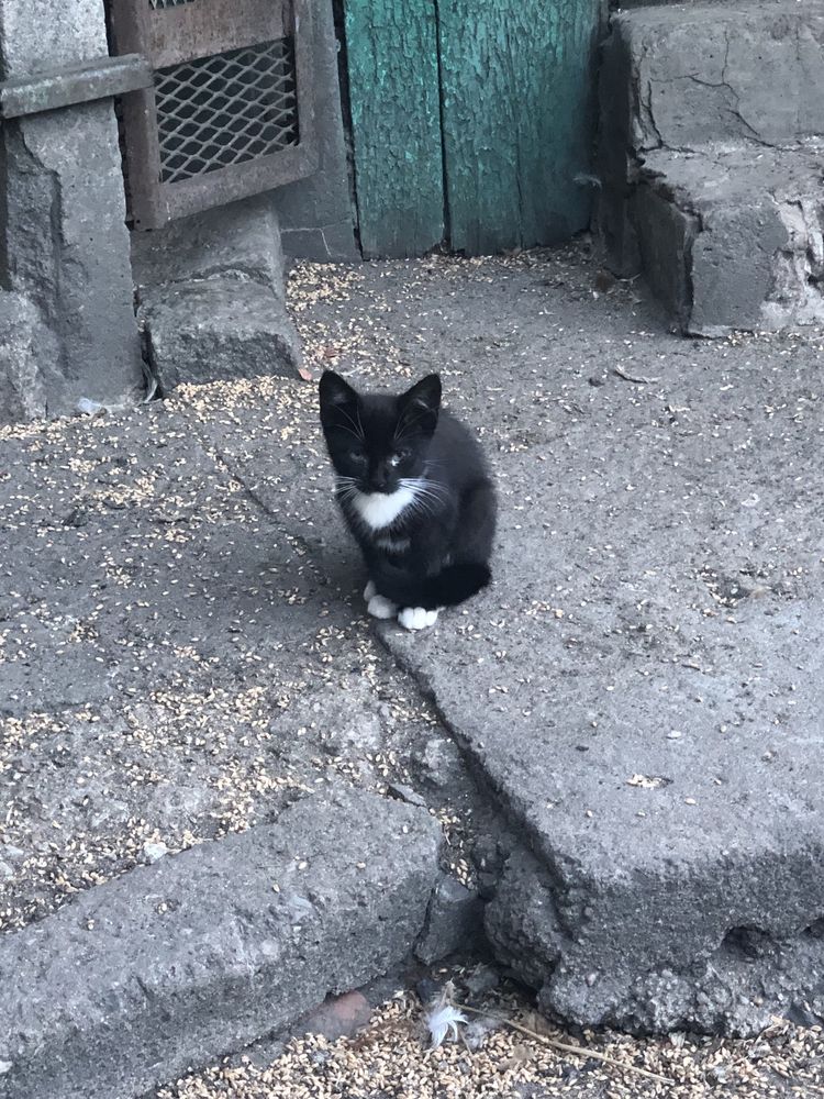Mlode kotki do oddania