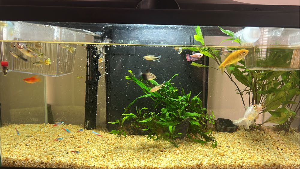 Aquario 72 litros