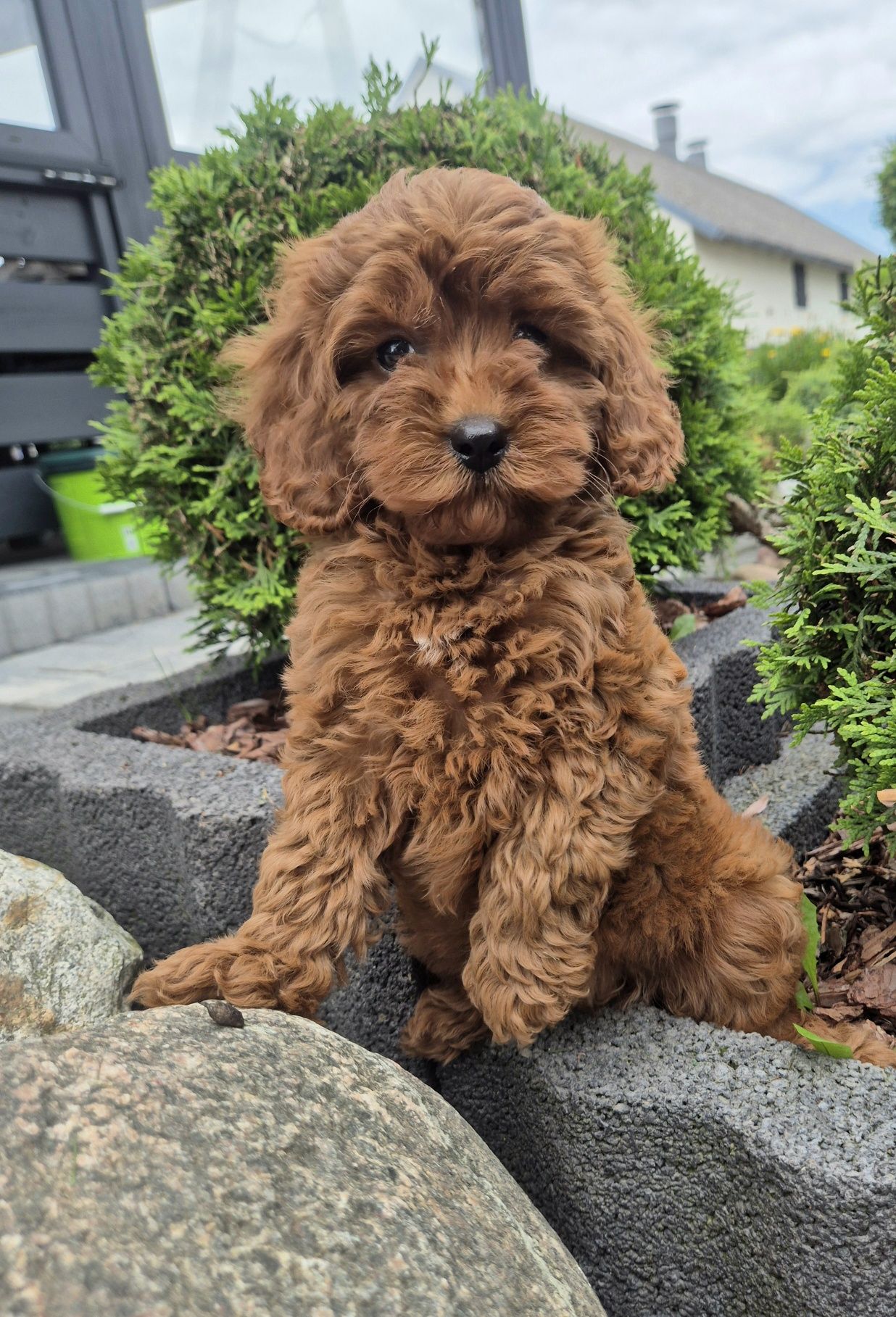 Cavapoo F1B  SUNIA