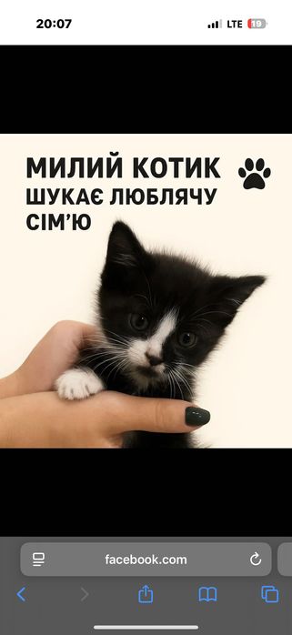 віддамо котика в добрі руки