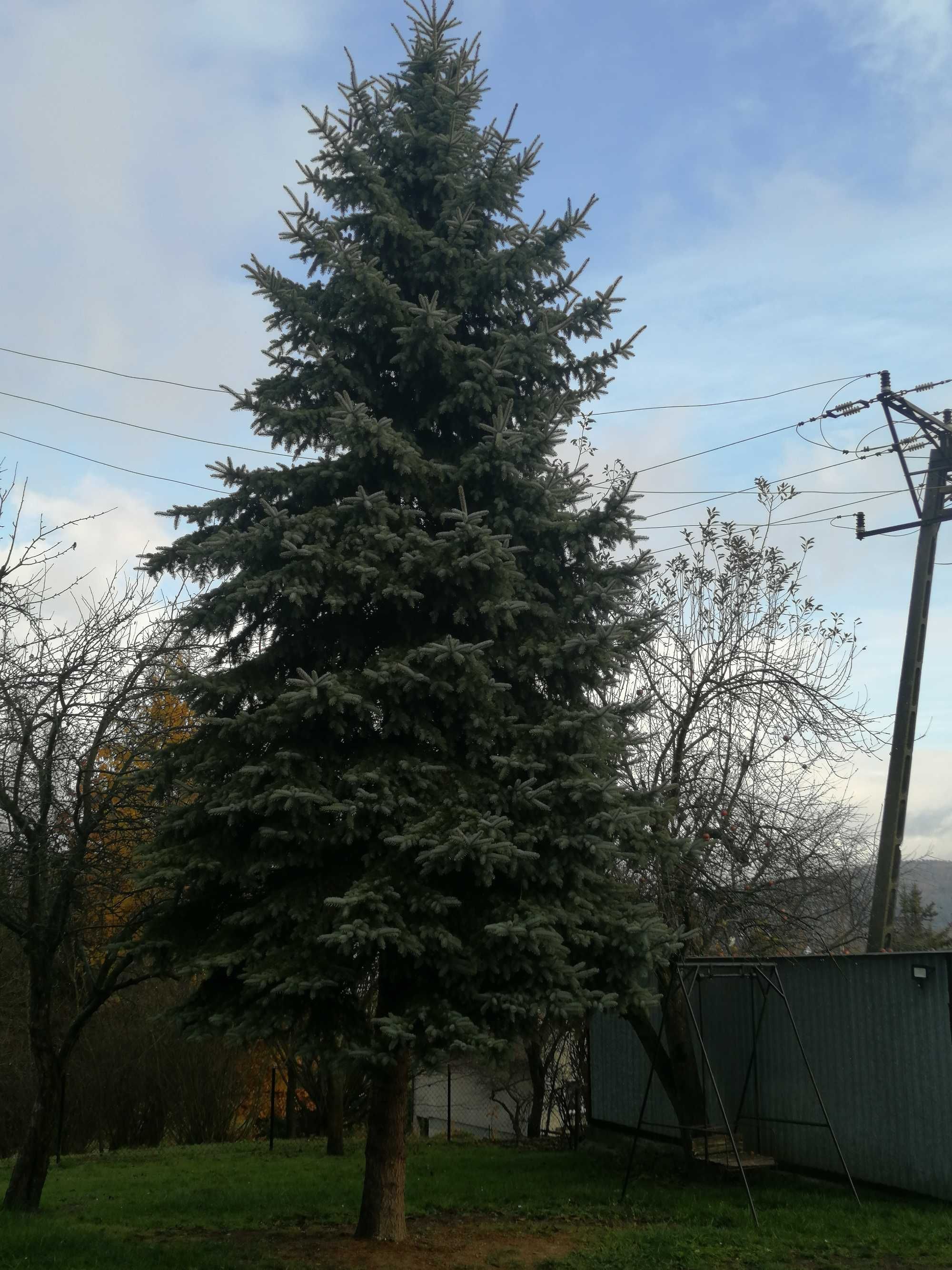 Świerk na choinkę