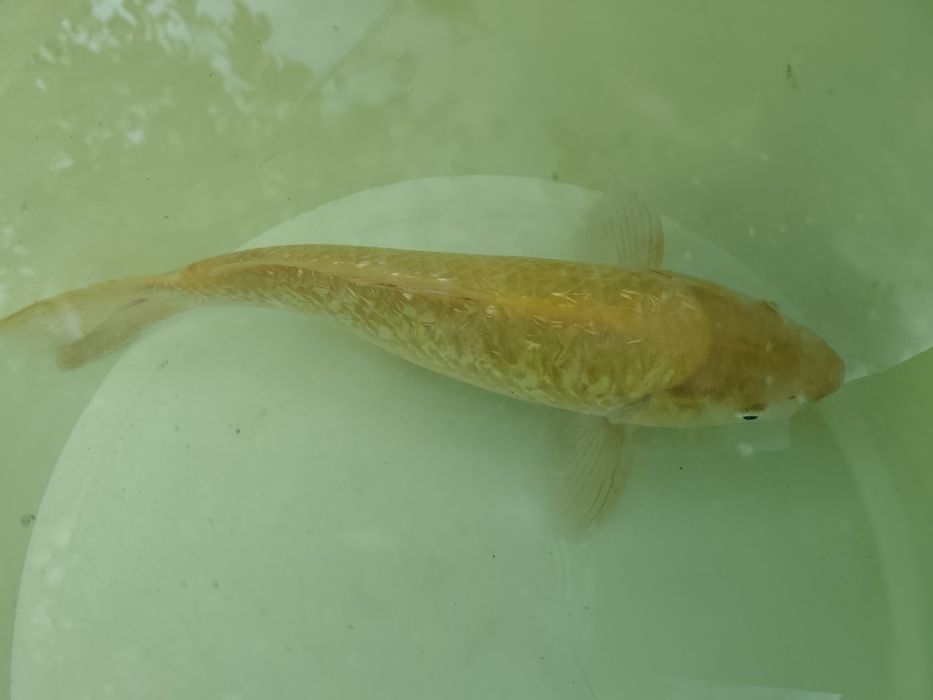Carpa koi karashigoi