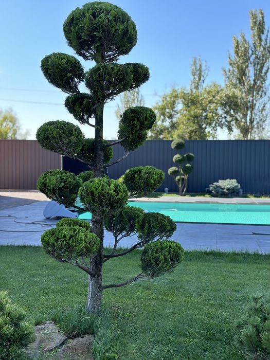 Топиарная стрижка растений!стрижка рослин!