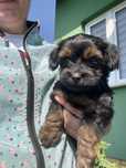 Mini suczka yorkpoo gotowa do odbioru