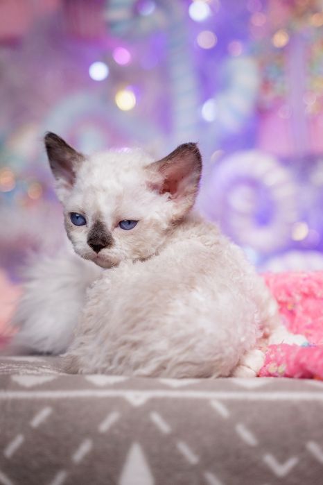 Devon Rex* Kotka niebieskooka* Be Iconic - owieczka