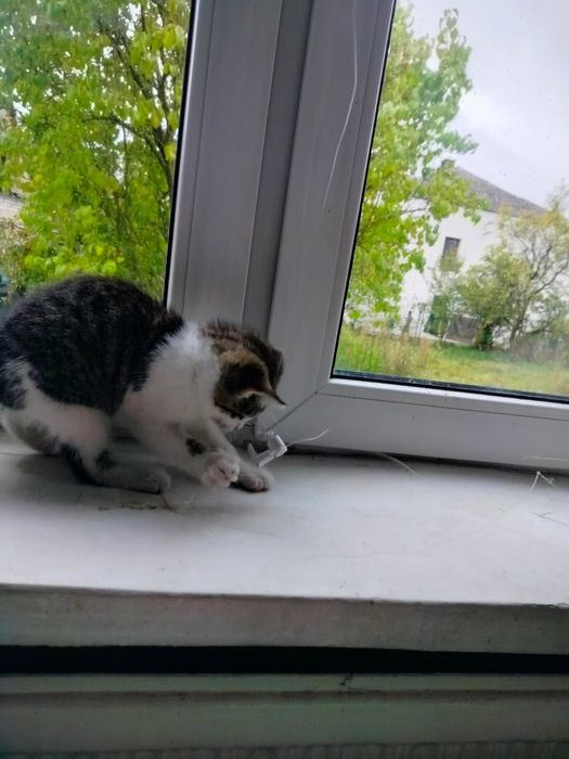 Oddam kotki w dobre ręce