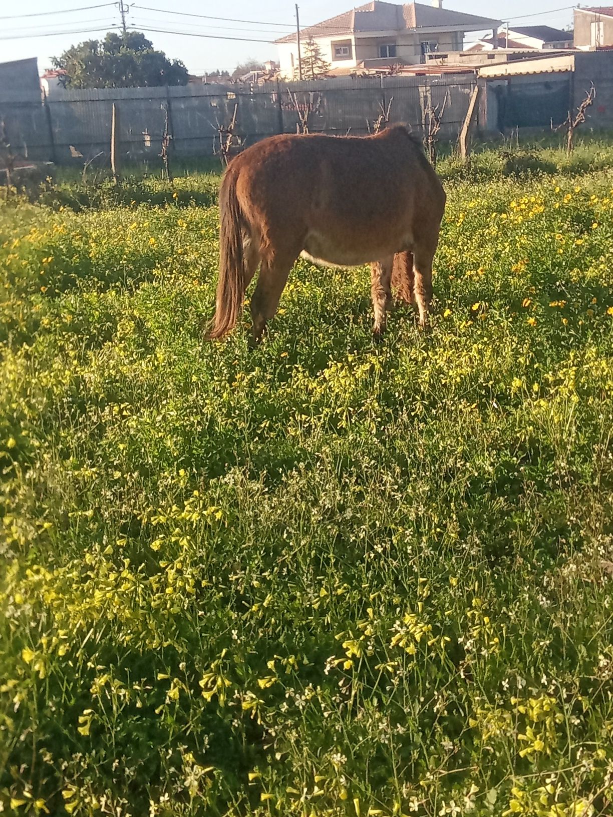 Vendo mulo manso
