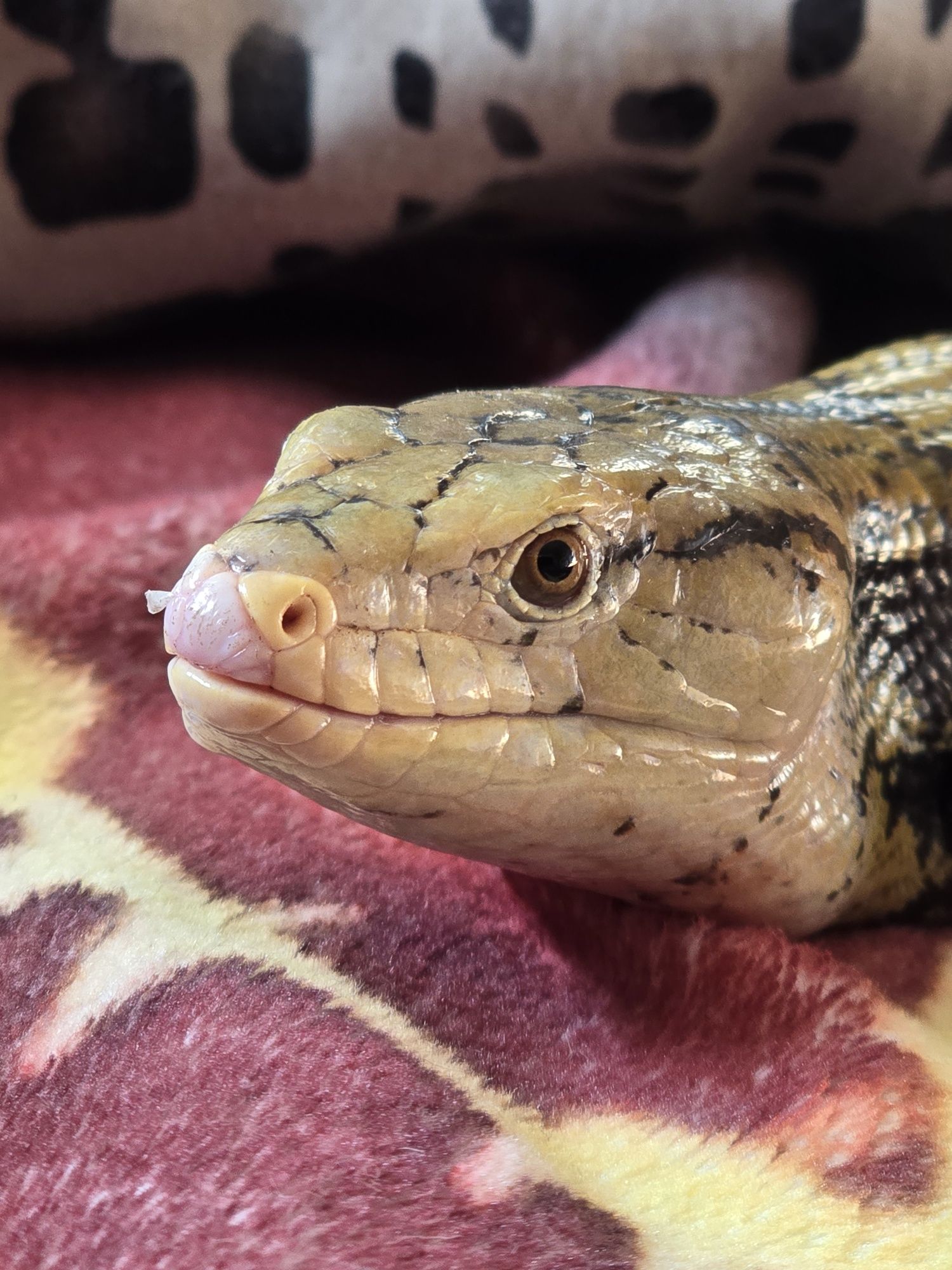Tilikwa scynkowa / Scynk olbrzymi / Tiliqua scincoides / jaszczurka