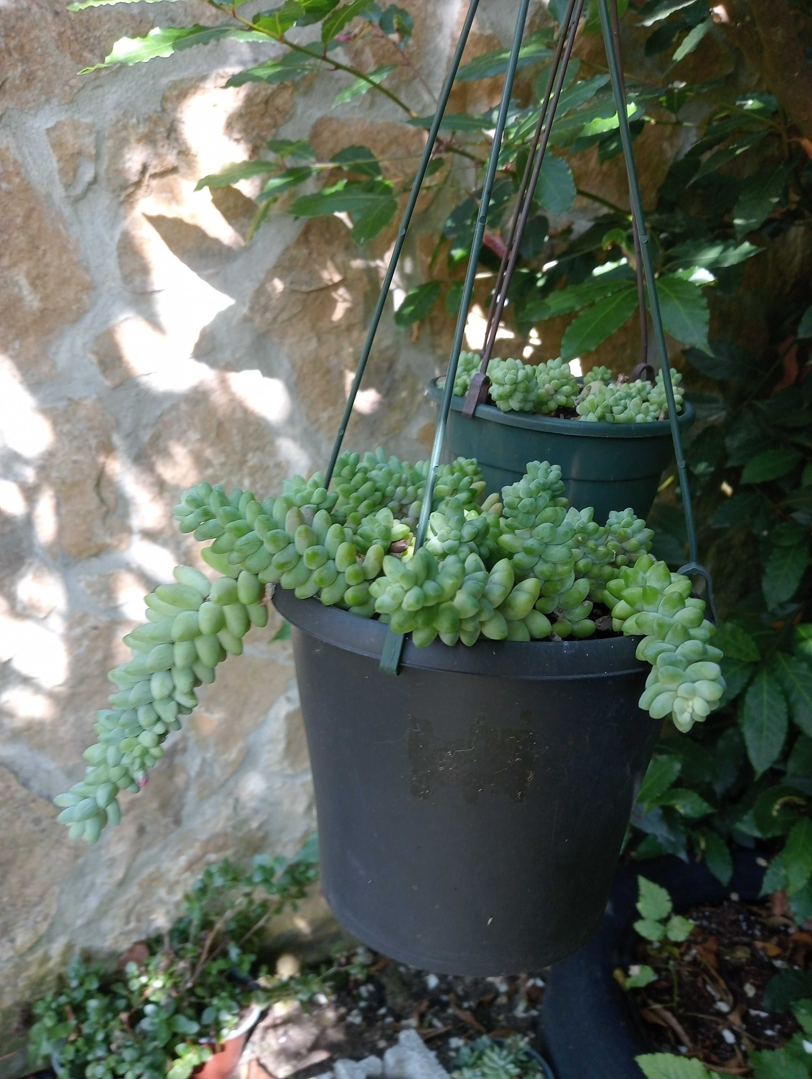 Planta natural, suculenta pendente, Rabo de burro