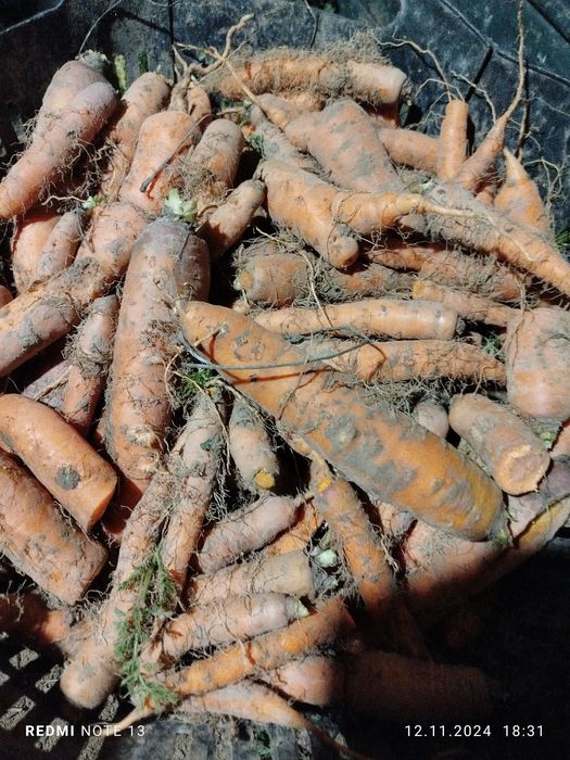 Морква не кондиція на корм тваринам