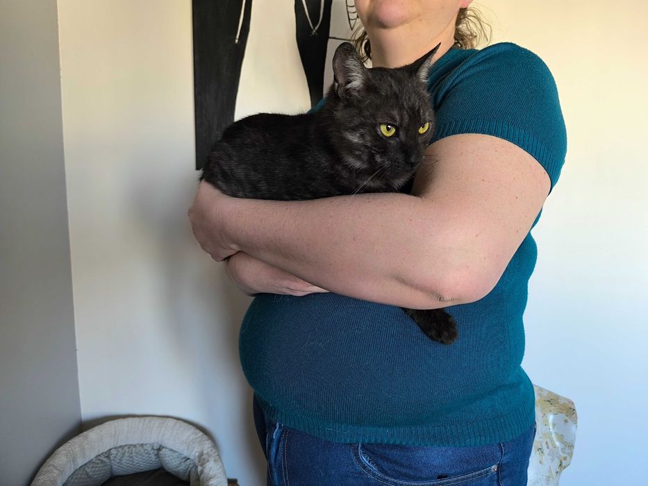 Kot Denzel czeka na adopcję