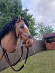 Hobby horse z ogłowiem i akcesoriami