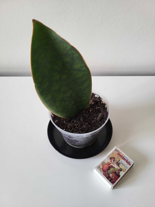 Sansevieria masoniana