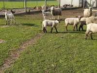 owce jagnięta młode