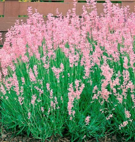 Саджанці рожевої лаванди ОПТ–Роздріб / Саженцы розовой лаванды ОПТ