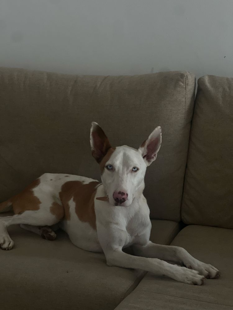 Dobermann cao para vender