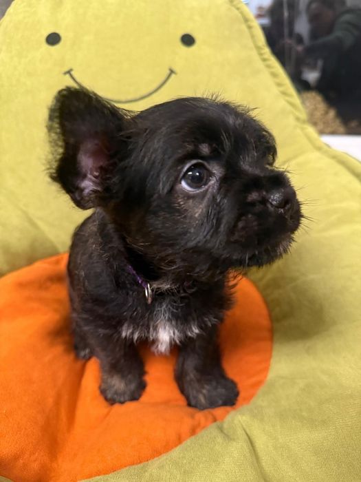 Szczeniak mieszaniec ( buldog francuski z yorkiem ) ZAREZERWOWANE )