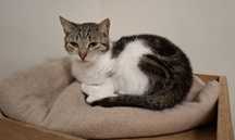 Koteczka Stefcia poleca się do adopcji