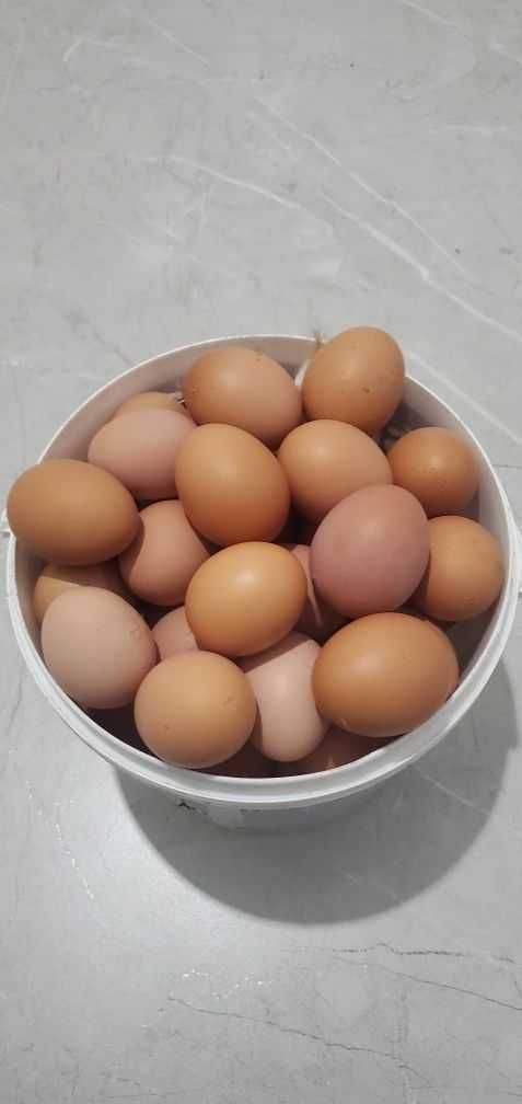 Продам домашні курячі яйця