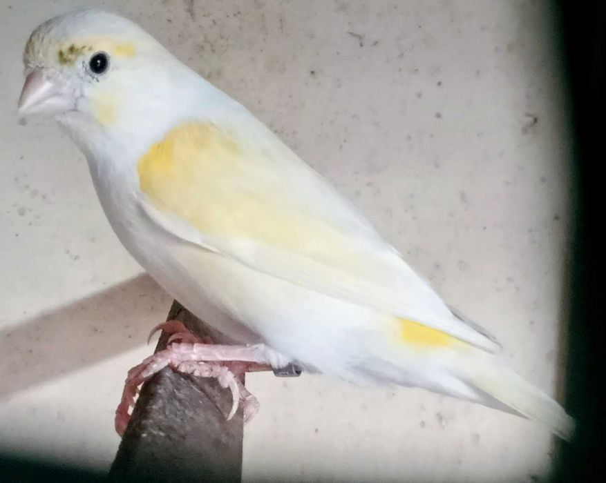 Canários, vários tipos e raças