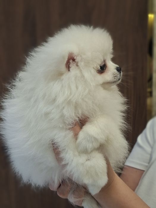 Szpic miniaturowy, pomeranian biały piesek