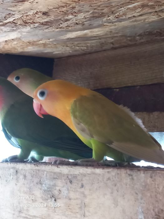 Sprzedam młodą Papugę Nierozłączkę Czerwonoczelną  z 2025r
