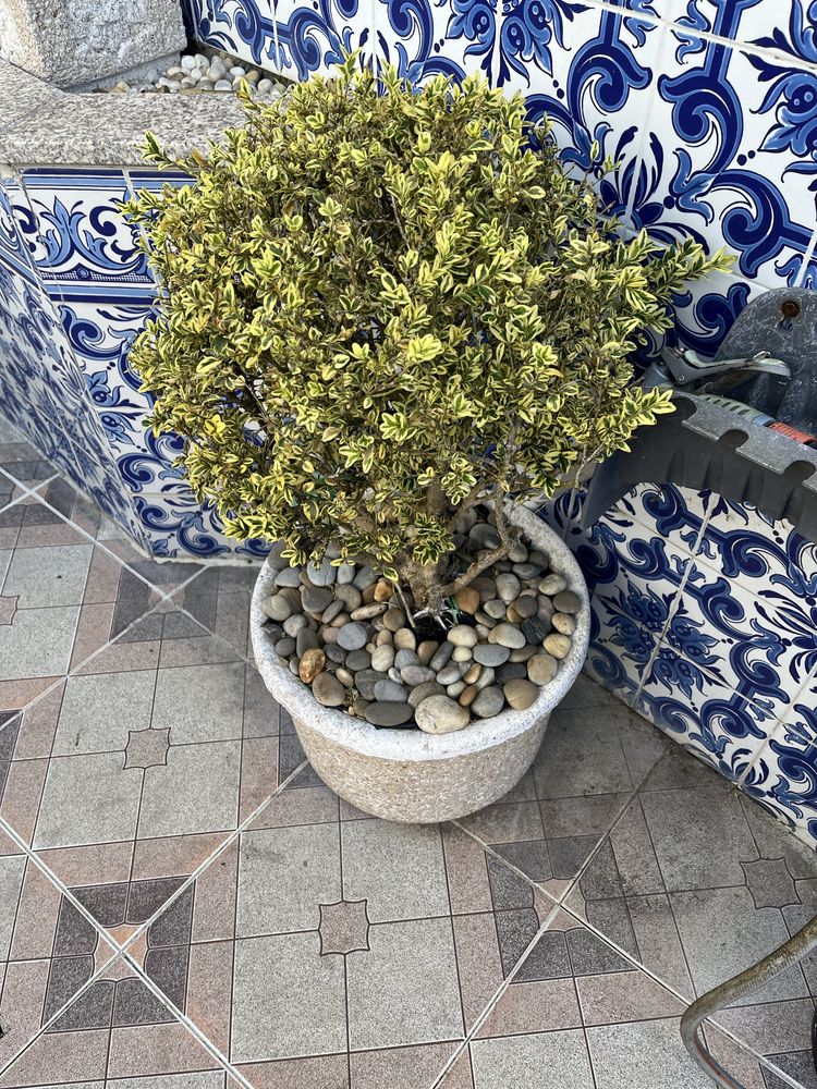Vaso em pedra com planta