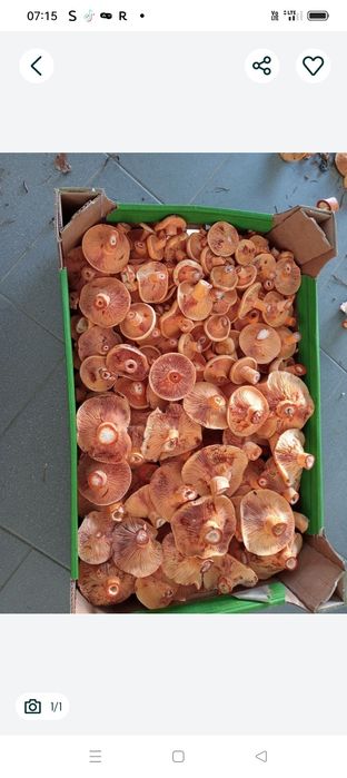5 kg świeży rydz mieszany