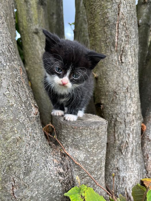 Koty samiczki ,2 czarno białe, 1 czarny