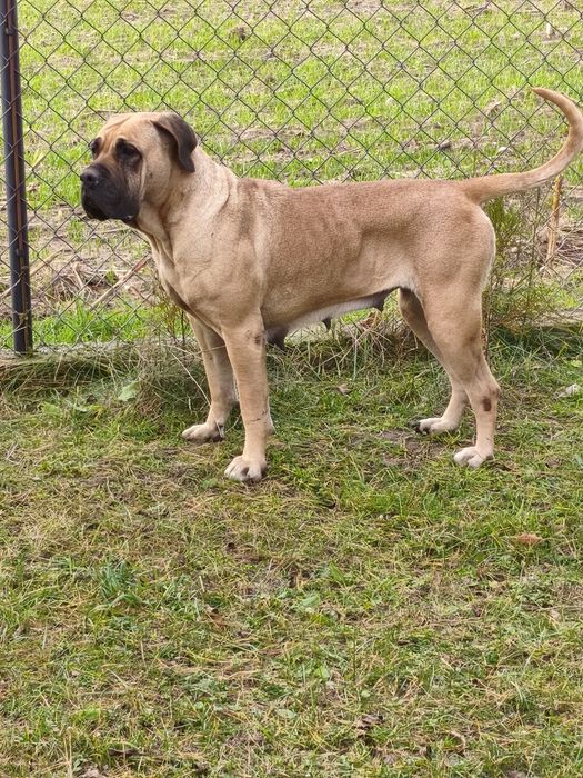 Szczeniak Cane Corso okazja !!