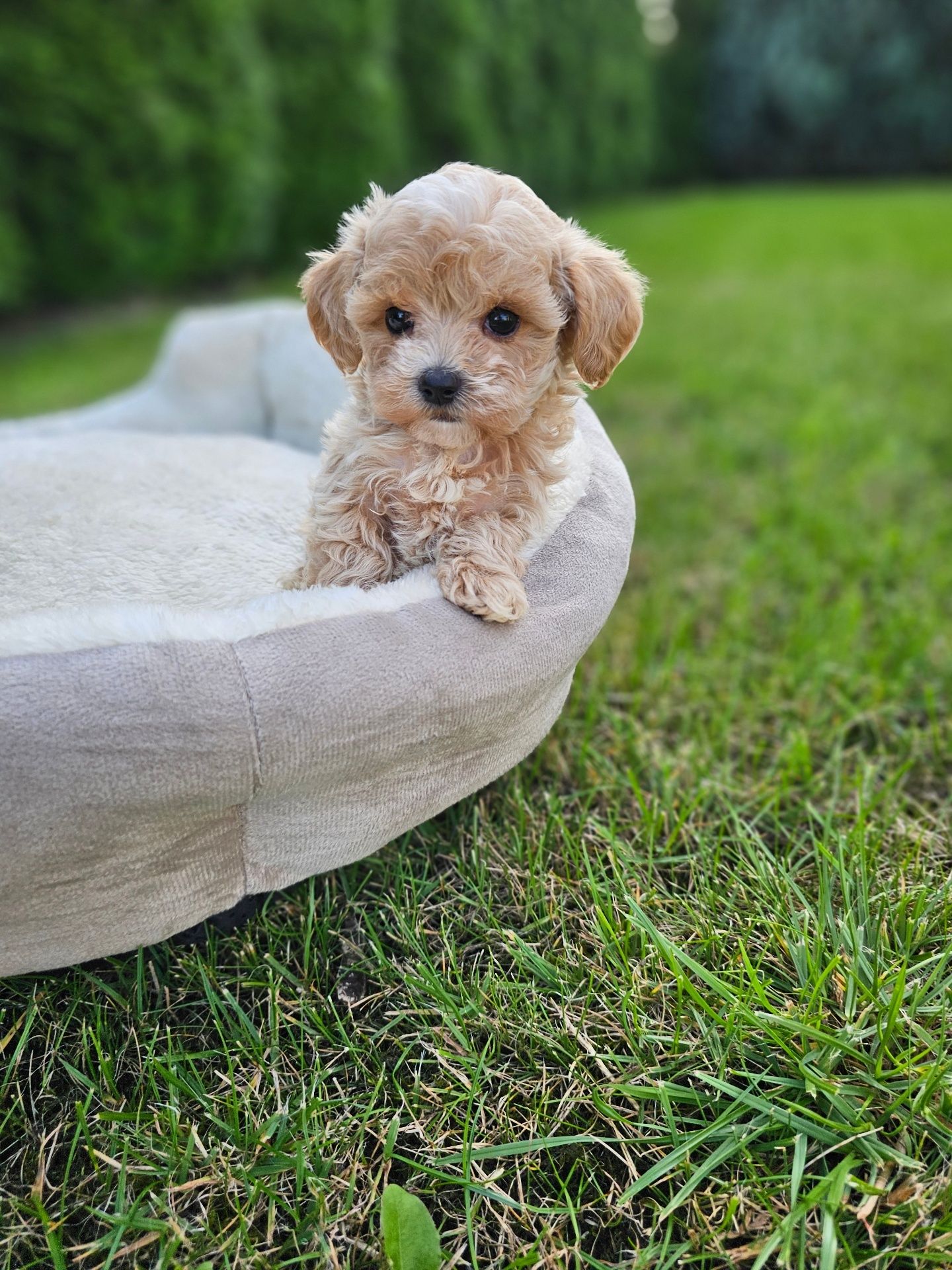 Obejrzyj Filmik Najpiękniejszy Chłopczyk  Maltipoo