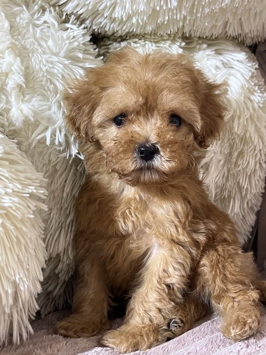 Міні дівчинка Мальтипу Ф1. Киів