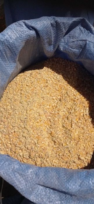 Kukurydza Mielona, Pszenica Ozima