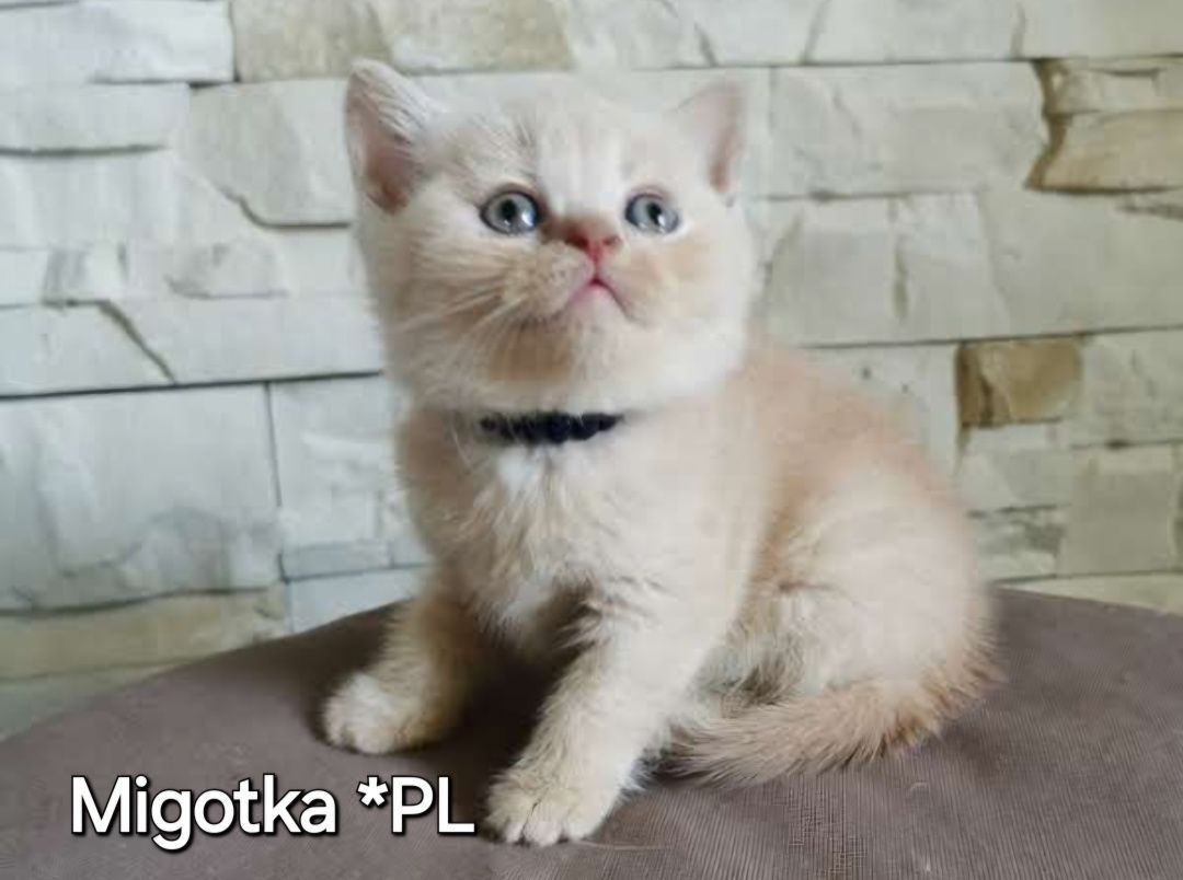 ODBIÓR Kocurek Brytyjski krótkowłosy kremowy BSHe. Rodowód FPL