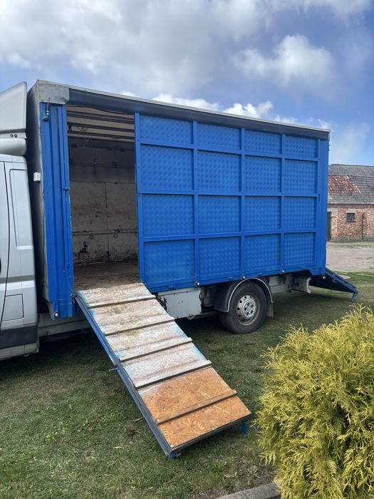 Transport żywych zwierząt i inne