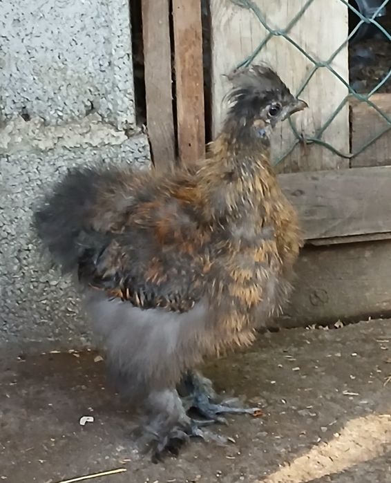 Pekin , Sedosas , Sebrith