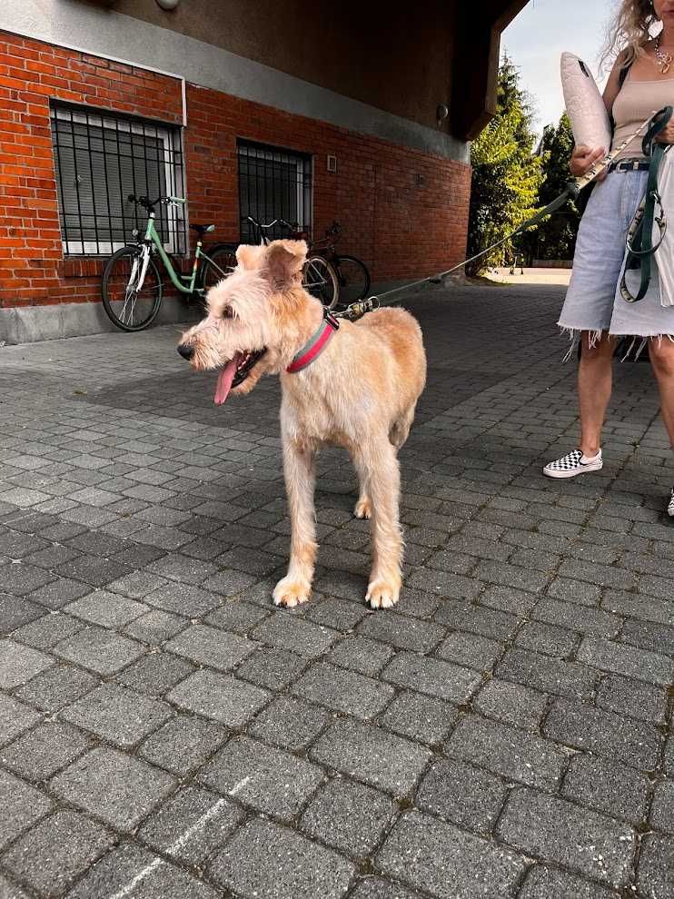 Spinka w typie terier pszenicznego (nie gubi sierści)