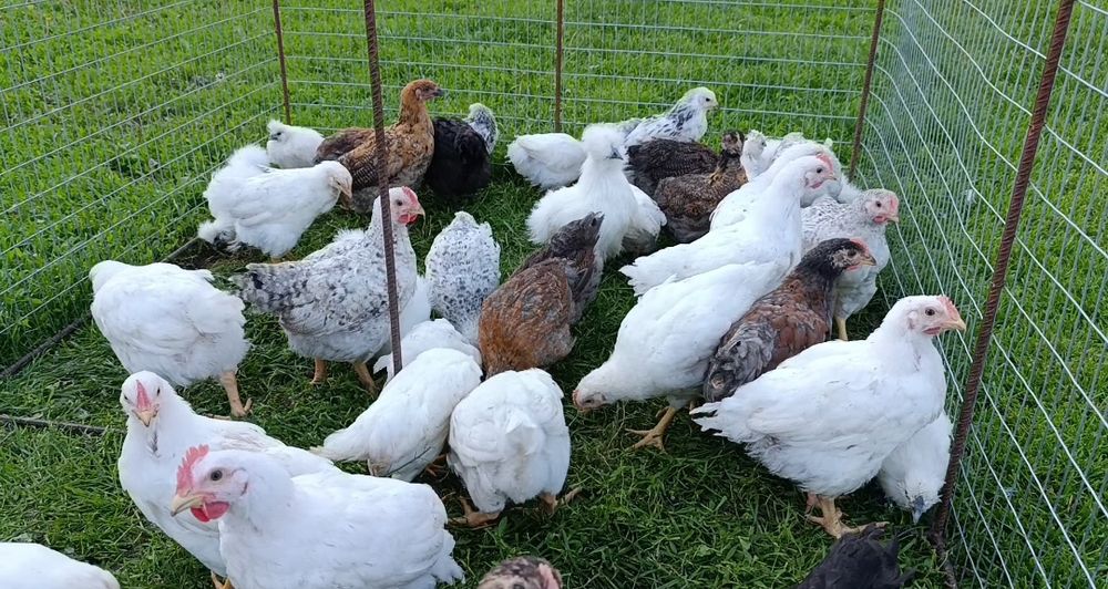 Продам курчат м'ясо несучки власного виведення!!!