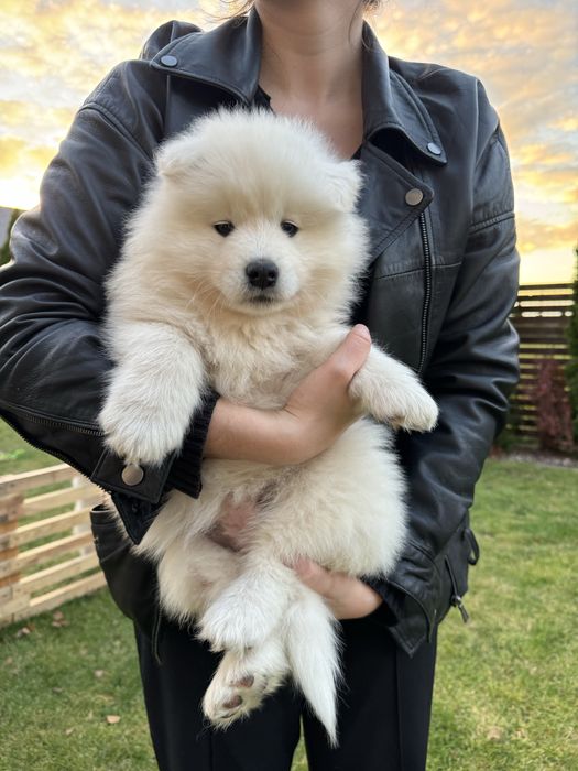 Aria suczka - szczeniak Samoyed - gotowa do odbioru 4.11