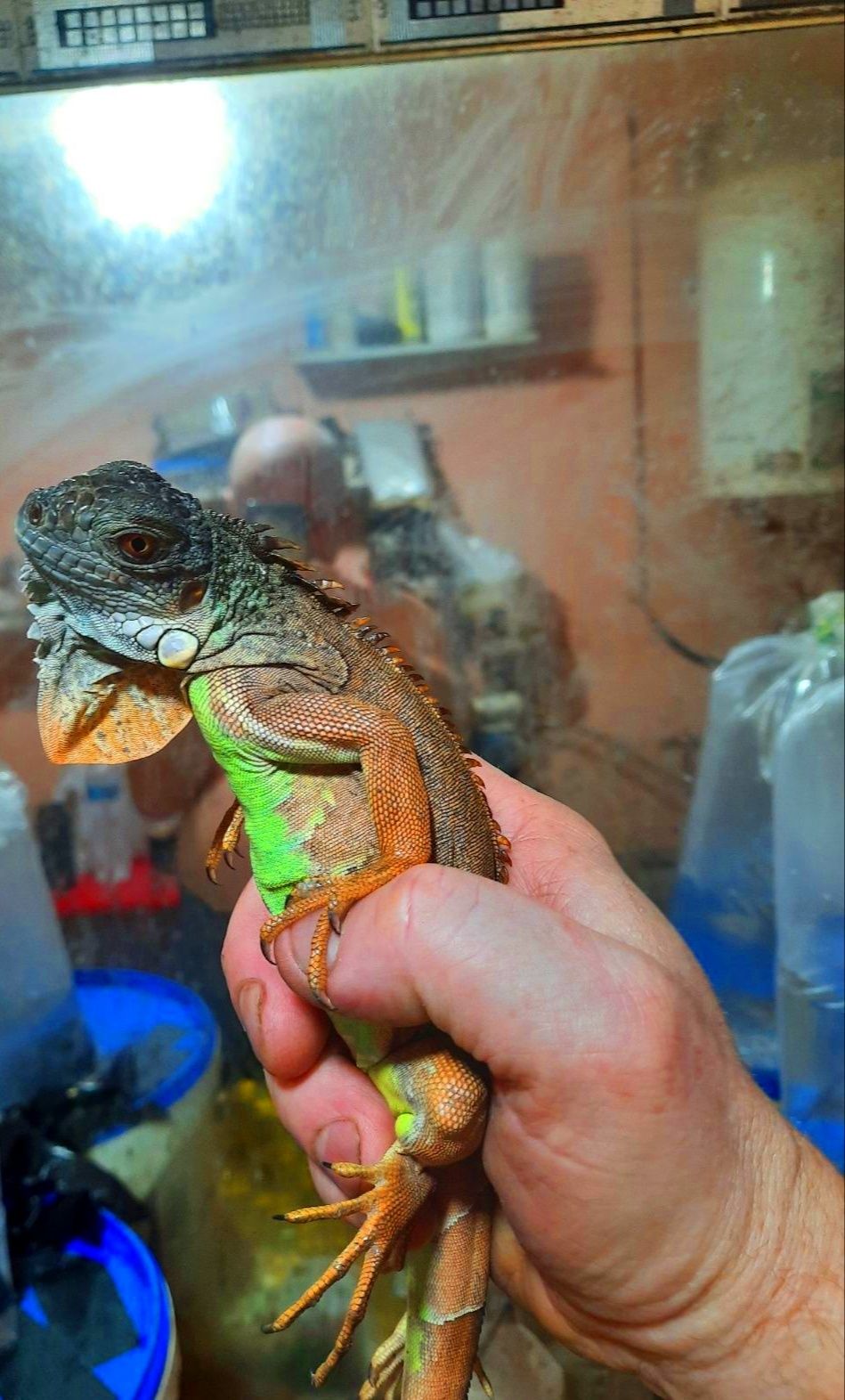 Красная игуана (Iguana iguana "Red")