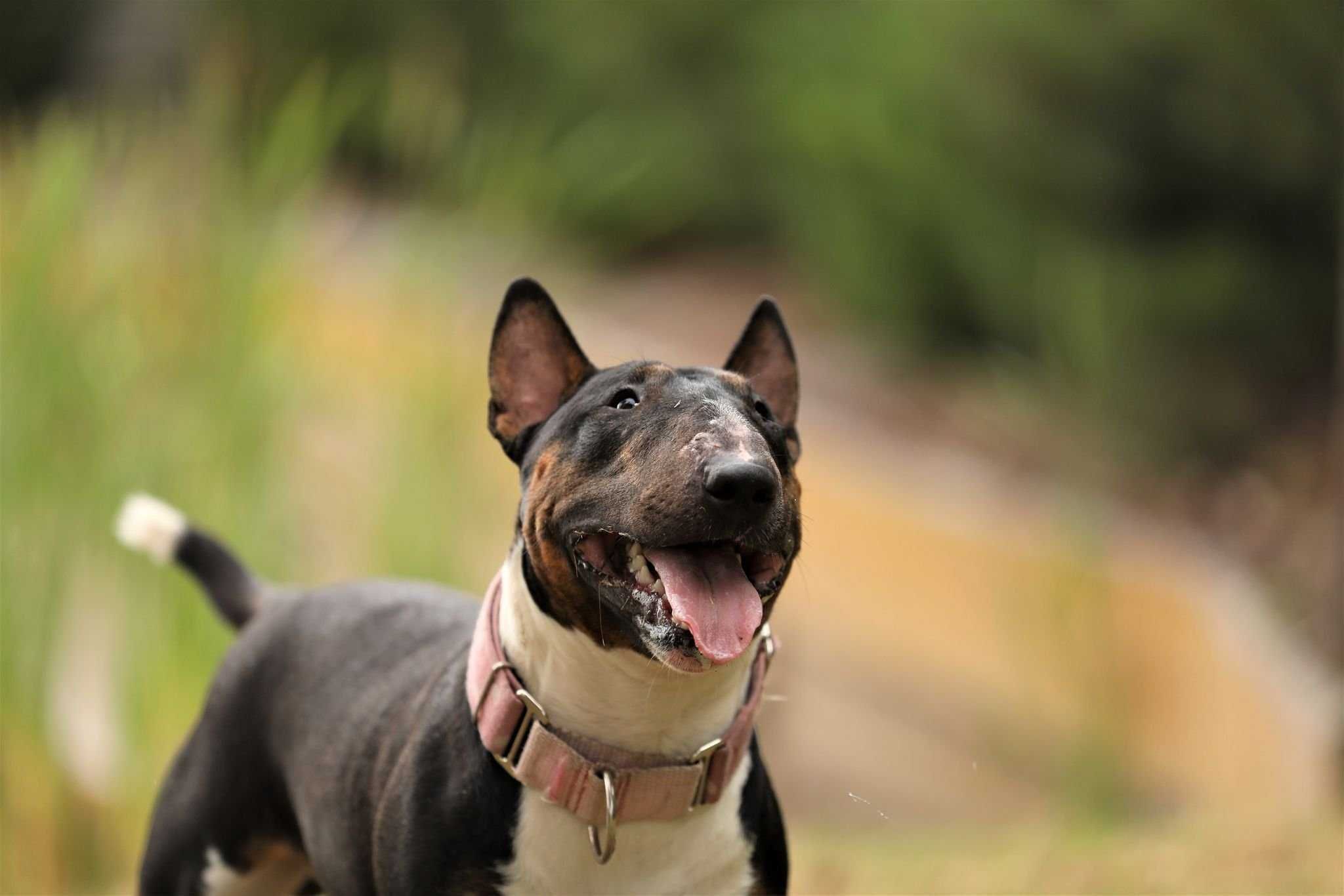 Adopcja Amstaffy Niczyje - bullterier Hektor