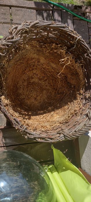 Gąsior dymion butla na wino duży