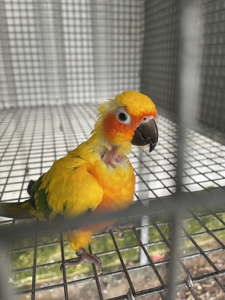 Aratinga sol macho adulto