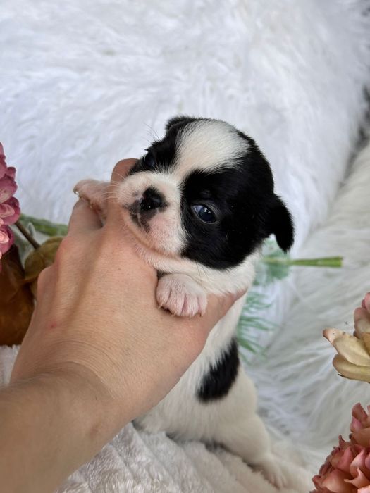 Chihuahua Mini. Menina.Cabeça de maçã.