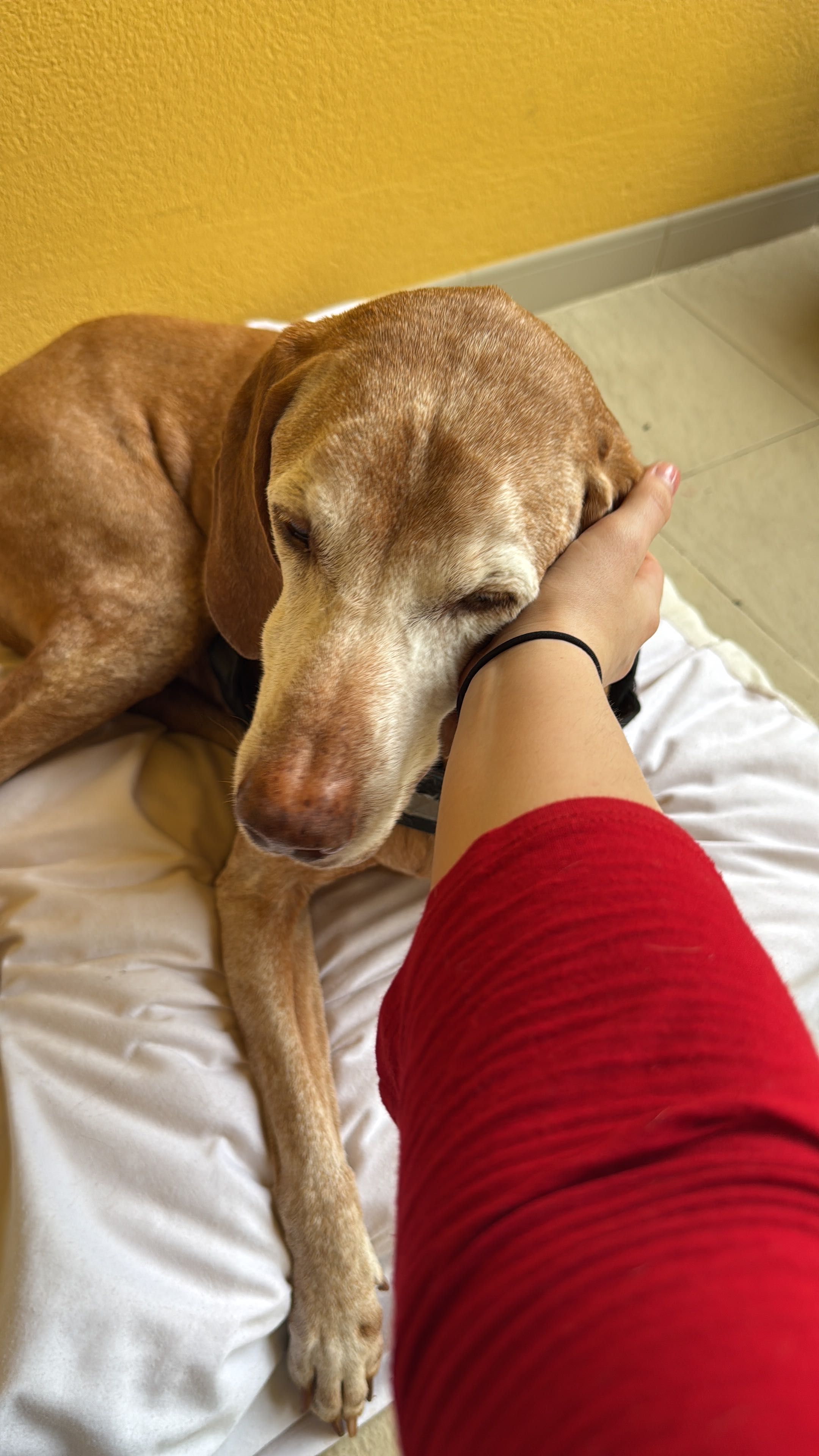 Cuido dos seus animais de estimação